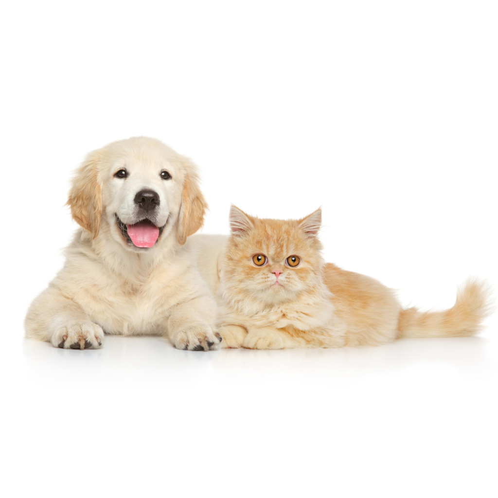 PEt and pet policies
